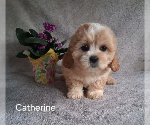 Medium Photo #1 Zuchon Puppy For Sale in MOUNT PLEASANT, MI, USA