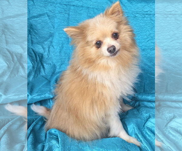 Medium Photo #4 Pomeranian Puppy For Sale in Cuba, NY, USA