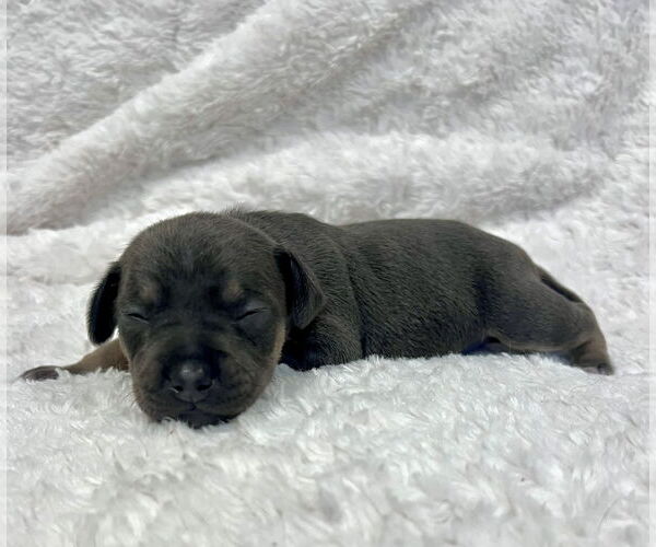 Medium Photo #2 Chihuahua-Unknown Mix Puppy For Sale in Princeton, MN, USA