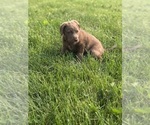 Small #4 Chesapeake Bay Retriever