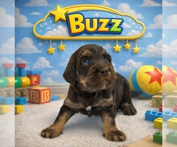 Medium Photo #2 Cavapoo (Miniature)-Saint Berdoodle Mix Puppy For Sale in MILLVILLE, MN, USA