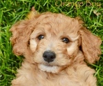 Small Photo #2 Goldendoodle-Poodle (Miniature) Mix Puppy For Sale in SARATOGA SPRINGS, UT, USA