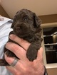 Small Photo #12 Miniature Labradoodle Puppy For Sale in CLAY, PA, USA