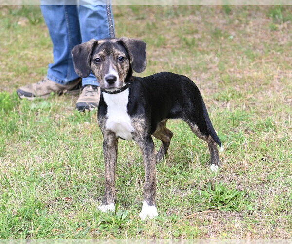 Medium Photo #1 Mutt Puppy For Sale in Glen Allen, VA, USA