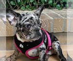 Small Photo #3 French Bulldog Puppy For Sale in PALO ALTO, CA, USA
