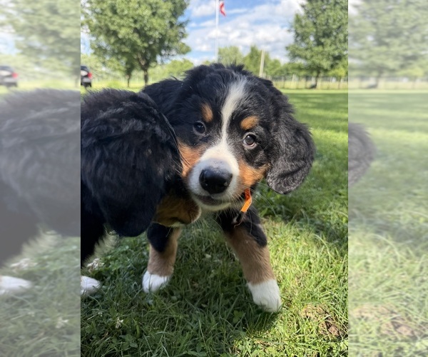 Medium Photo #30 Bernese Mountain Dog Puppy For Sale in SPRINGFIELD, OH, USA