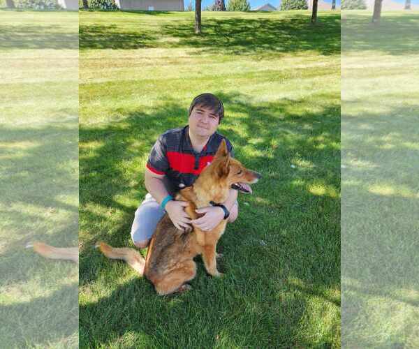 Medium Photo #2 German Shepherd Dog Puppy For Sale in Gretna, NE, USA