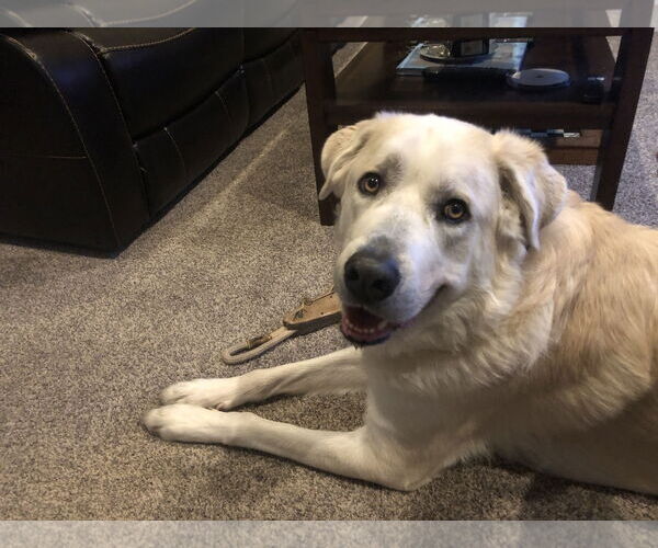 Medium Photo #6 Great Pyrenees-Unknown Mix Puppy For Sale in Fort Collins, CO, USA