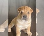 Small #1 Chinese Shar-Pei