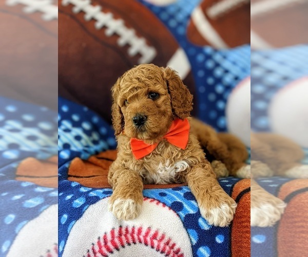 Medium Photo #5 Goldendoodle Puppy For Sale in GLEN ROCK, PA, USA