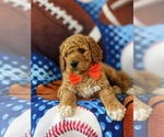 Small Photo #5 Goldendoodle Puppy For Sale in GLEN ROCK, PA, USA