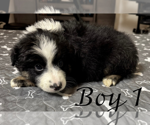 Medium Photo #13 Australian Shepherd Puppy For Sale in SALISBURY, NC, USA