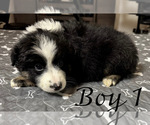 Small #12 Australian Shepherd