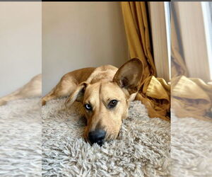 Black Mouth Cur-Unknown Mix Dogs for adoption in Rockaway, NJ, USA