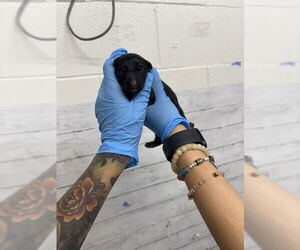 German Shepherd Dog Dogs for adoption in San Bernardino, CA, USA