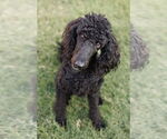 Small #8 Poodle (Standard)