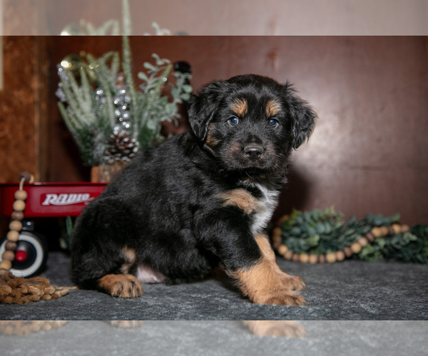 Medium Photo #3 Miniature Australian Shepherd Puppy For Sale in SHREVE, OH, USA