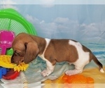 Small #21 Dachshund