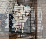 Small #4 English Springer Spaniel