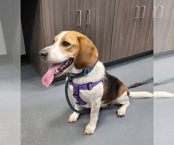 Medium Photo #2 Beagle-Unknown Mix Puppy For Sale in South Bend, IN, USA