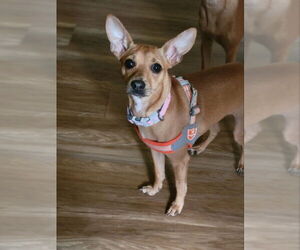 Chihuahua-Unknown Mix Dogs for adoption in Rocky Mount, NC, USA