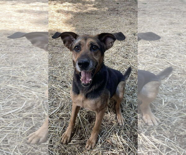 Medium Photo #2 German Shepherd Dog-Unknown Mix Puppy For Sale in Rustburg, VA, USA