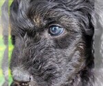 Small #8 F2 Aussiedoodle