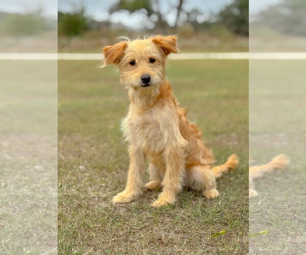 Medium Photo #1 Mutt Puppy For Sale in PIPE CREEK, TX, USA