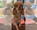 Small #8 Poodle (Miniature)