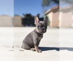 Small Photo #1 French Bulldog Puppy For Sale in BLOOMINGTON, CA, USA