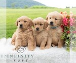 Small Photo #3 Golden Retriever Puppy For Sale in NEWPORT, PA, USA