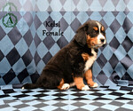 Small Photo #64 Bernese Mountain Dog Puppy For Sale in HARRISONBURG, VA, USA