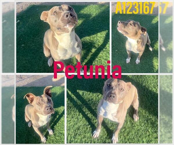 Medium Photo #1 Mutt Puppy For Sale in HESPERIA, CA, USA