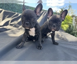 French Bulldog Puppy for Sale in TAMPA, Florida USA