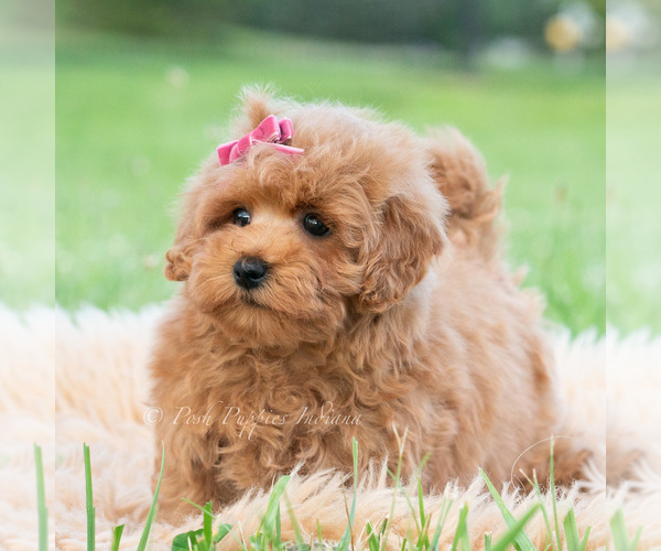 Medium Photo #107 Maltipoo (Toy) Puppy For Sale in WARSAW, IN, USA