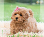 Small #3 Maltipoo (Toy)