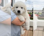 Puppy Navy Collar Great Pyrenees