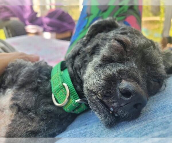 Medium Photo #3 Poodle (Miniature) Puppy For Sale in Rochester, NY, USA