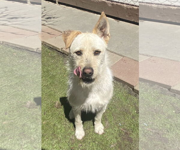 Medium Photo #4 Labrador Retriever-Unknown Mix Puppy For Sale in La Verne, CA, USA