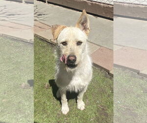 Liam - Male Mutt Dog for Adoption - Photo #4