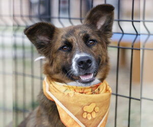 Australian Shepherd-Unknown Mix Dogs for adoption in San Antonio, TX, USA