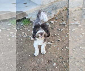Havanese Puppy for sale in TUCSON, AZ, USA