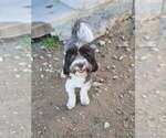 Small Havanese