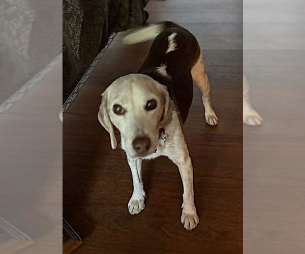 Medium Photo #9 Beagle Puppy For Sale in Dunnellon, FL, USA