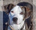 Small American Staffordshire Terrier-Beagle Mix