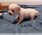 Small #2 Chihuahua