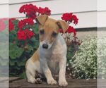 Small Photo #2 Jack Russell Terrier Puppy For Sale in LEBANON, PA, USA