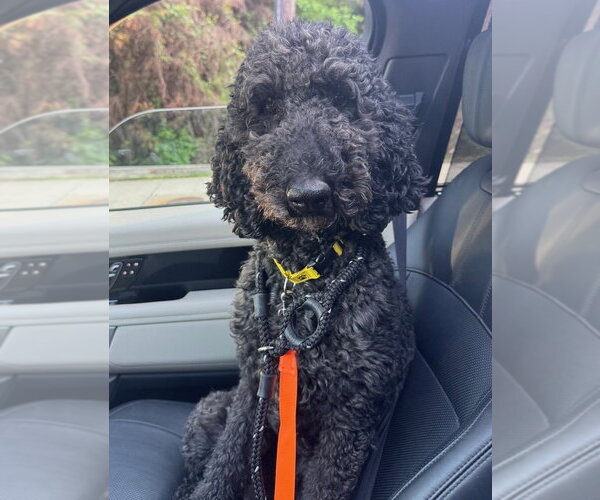 Medium Photo #4 Poodle (Standard) Puppy For Sale in Greenbelt, MD, USA