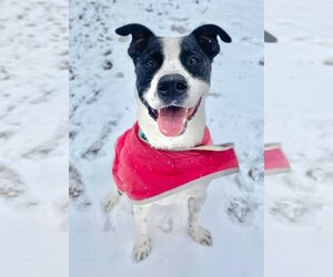 Kubo Lonestar - Male Border Collie Dog for Adoption - Photo #2