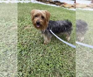 Mutt Dogs for adoption in Royal Palm Beach, FL, USA